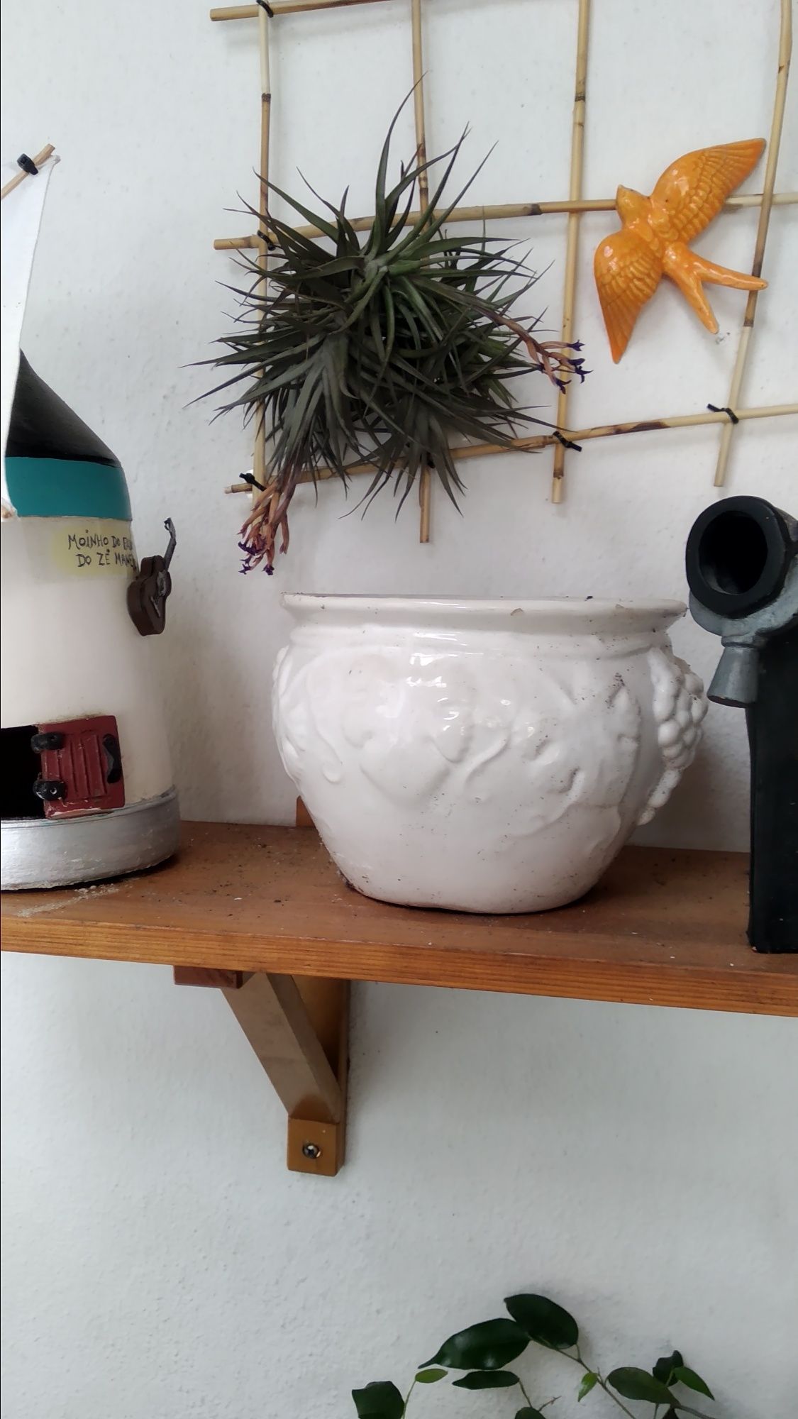 Plantas Aéreas Lindas