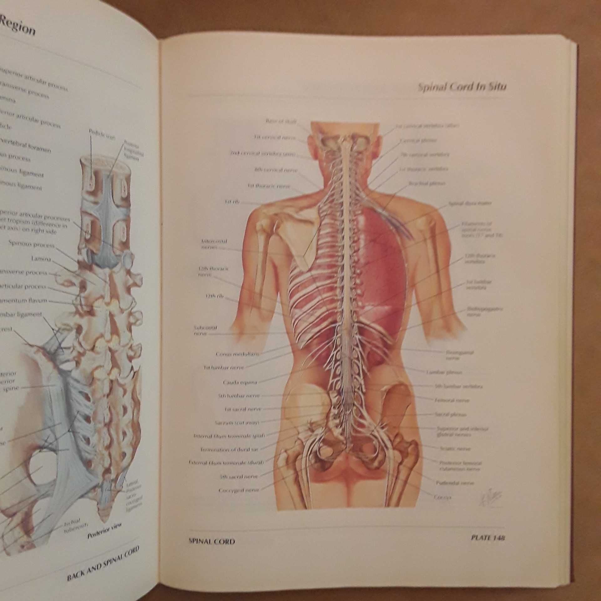 Netter Atlas of Human Anatomy [Edição Capa Dura]