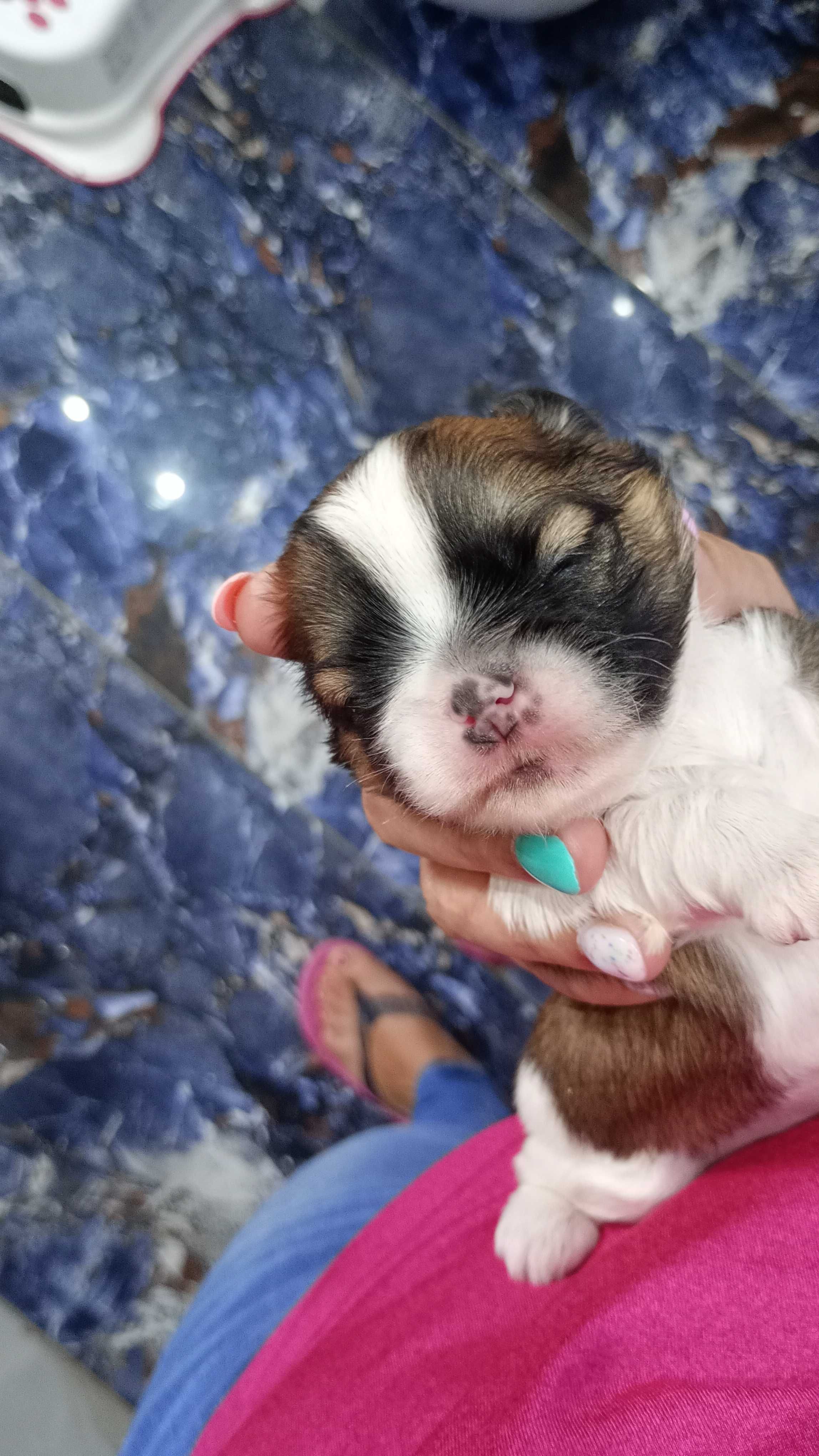 Shih TZU maluszek