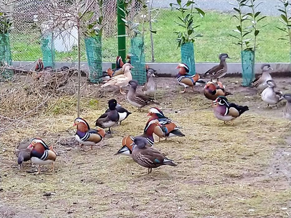 Kaczki  Mandarynki