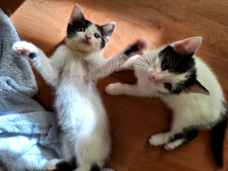 Kocięta do adopcji