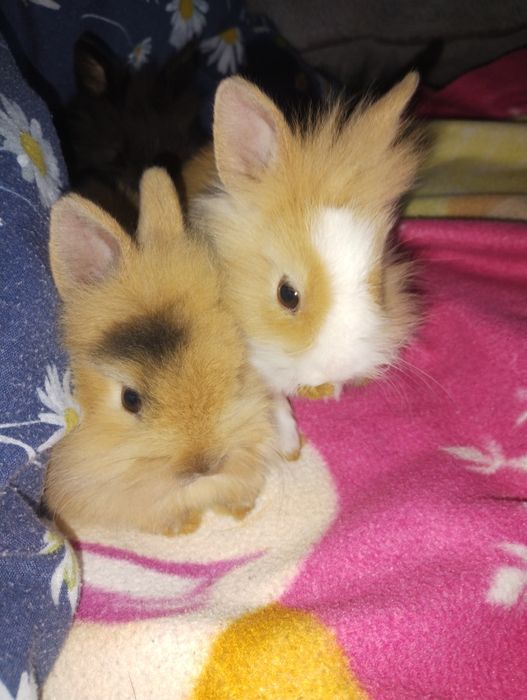 Króliczki Miniaturki