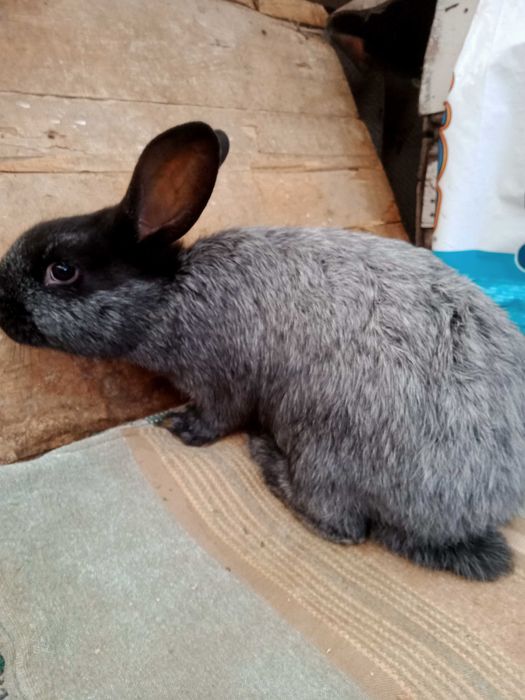 Кролики (КІТНІ КРОЛИЦІ) новозеландці, каліфорнійські ,полтавс. срібло