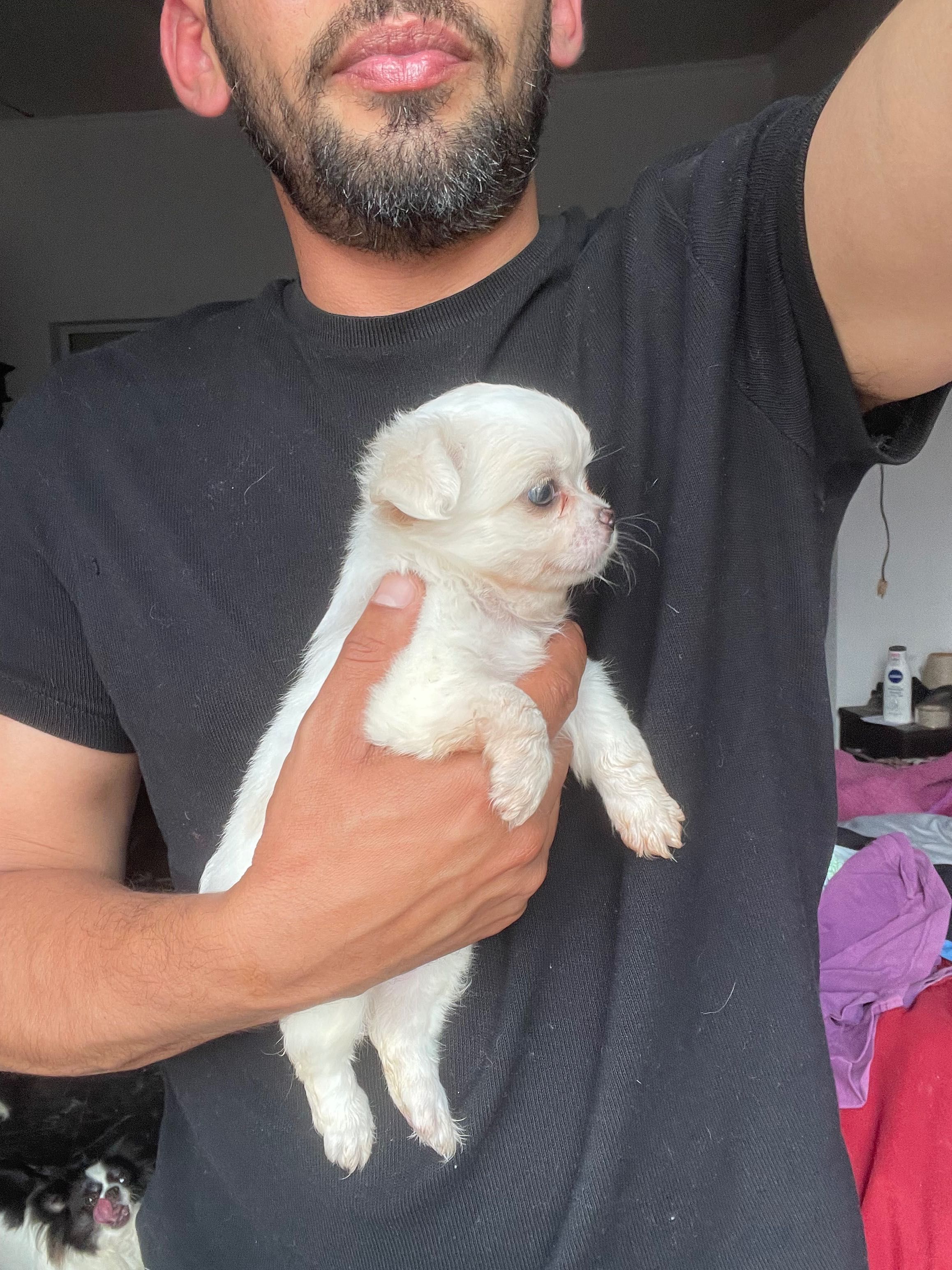 chihuahua macho  de  pelo longo