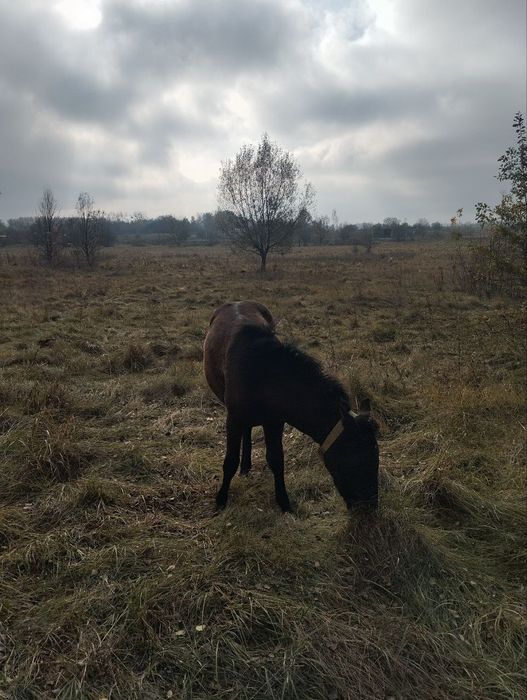 Кобилка 6 місяців