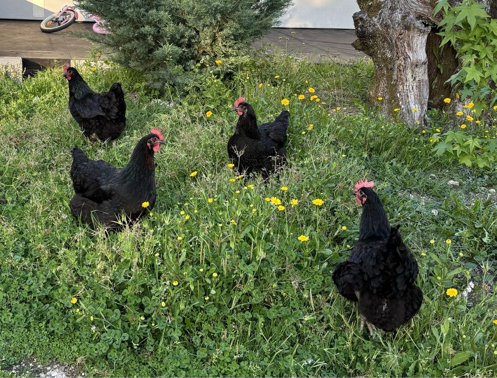 Pintos e Ovos galados AUSTRALORP