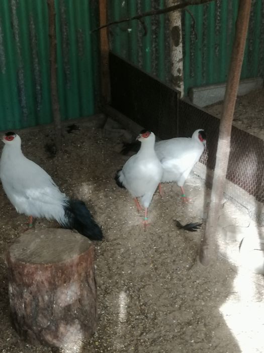 Uszaki bażanty 2025r...