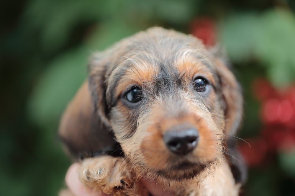 Мініатюрна жосткошерстна такса