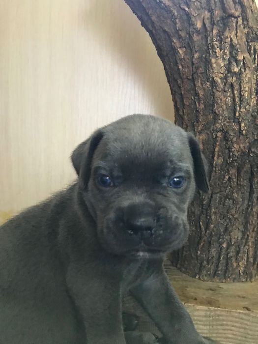 Продаж Кане-корсо