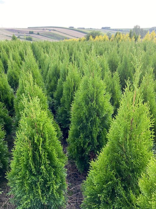 Tuja Szmaragd 110-120cm PRODUCENT*DOWOZIMY*SADZIMY(tuje,thuja,thuje)