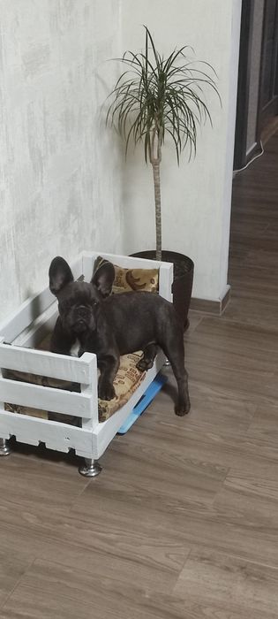 Цуценята французького бульдога