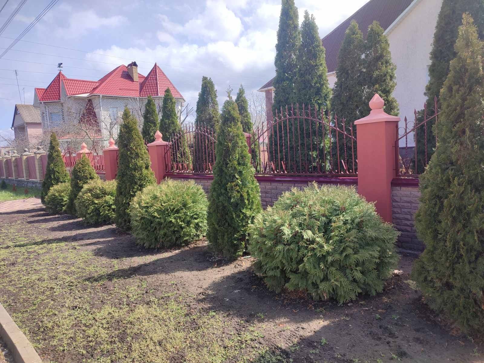 Туя Смарагд Крона пірамідальна, 3-х річна, висота 30-40 см, контейнер.