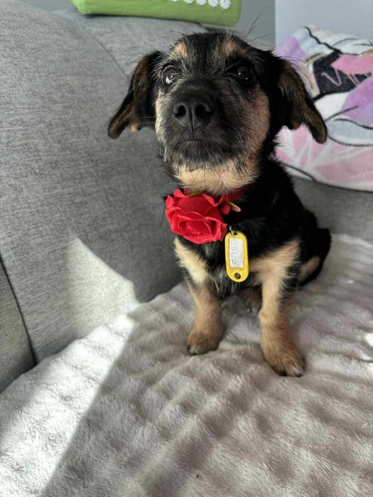 Doli mały szczeniak do adopcji