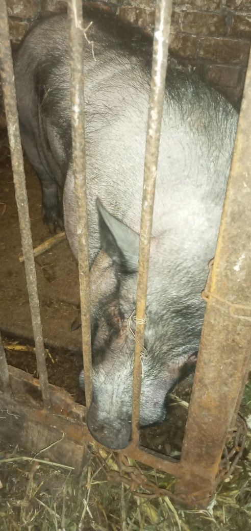 Продам в'єтнамські свині