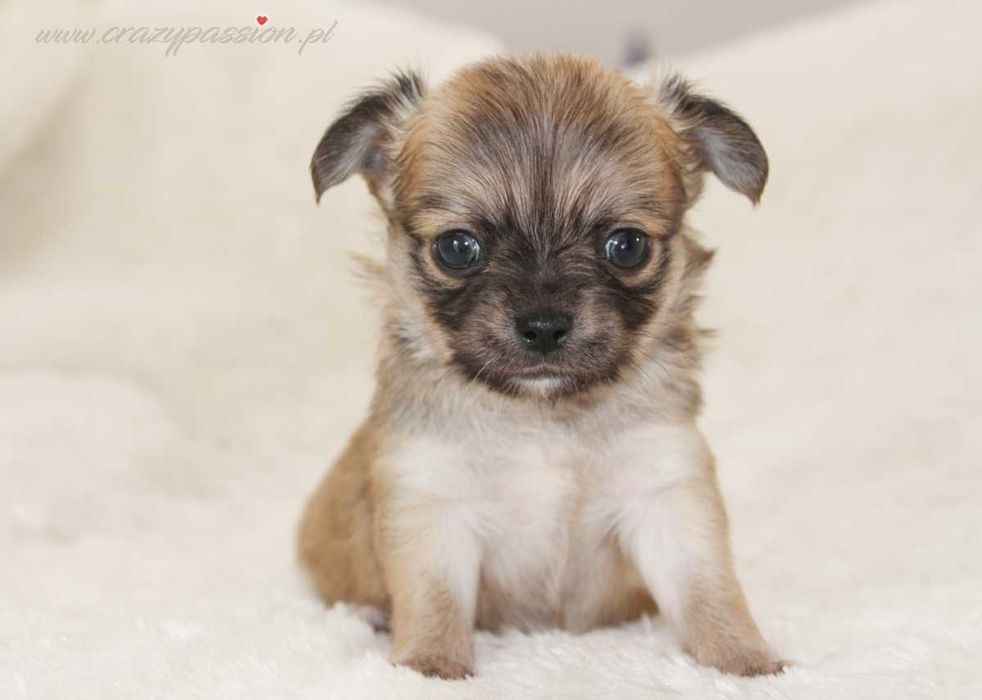 MOSCHINO Crazy Passion FCI - maleńki długowłosy chihuahua