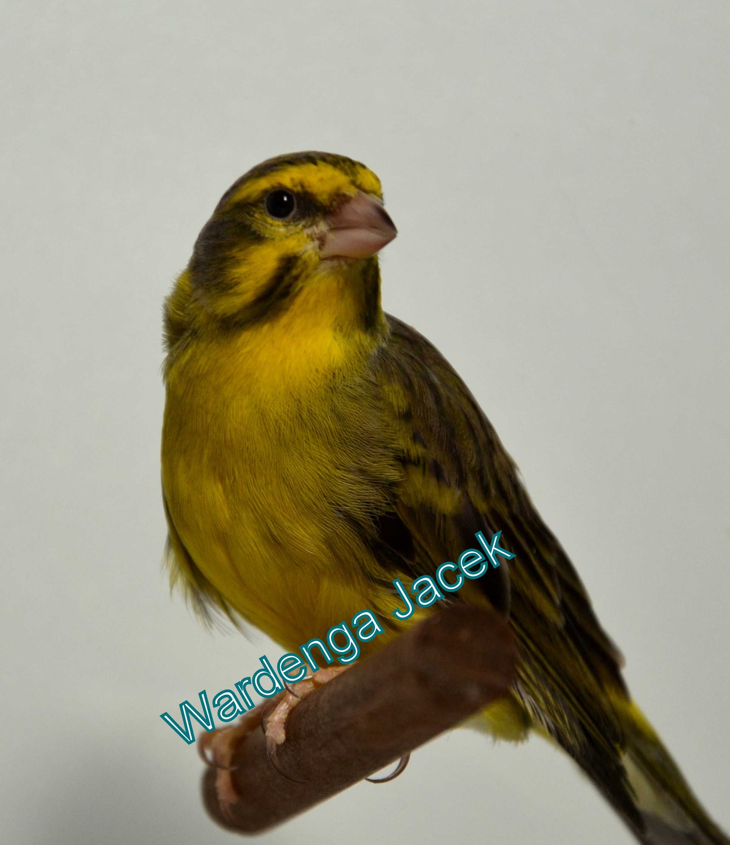 kanarek bastard czyżyk szary śpiewak bastard mozambik