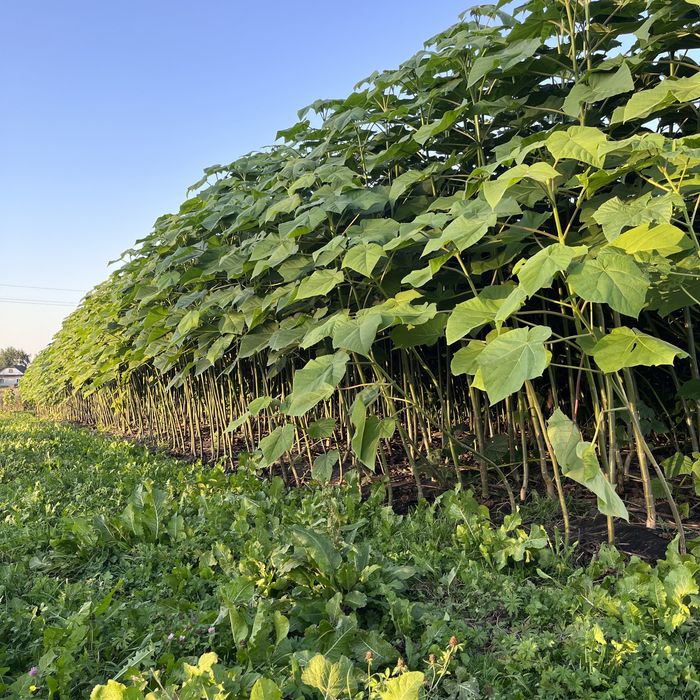 Однорічна промислова Павловнія із насіння сорт PaoTong07 Павловния 1см