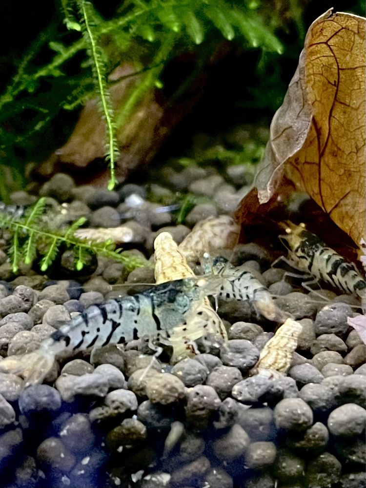 Krewetki Blonde Tiger Orange Eyes Caridina