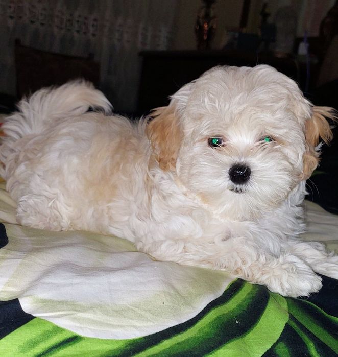 Девочки мальтипу ф1.