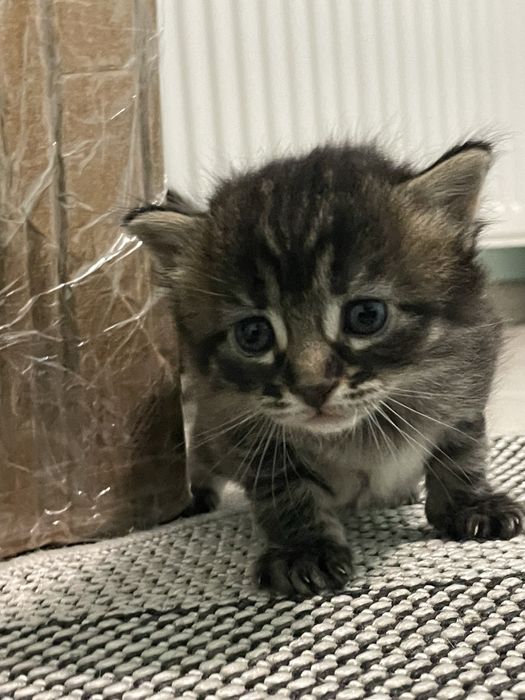 Отдаю котят ,1 месяц обе девочки
