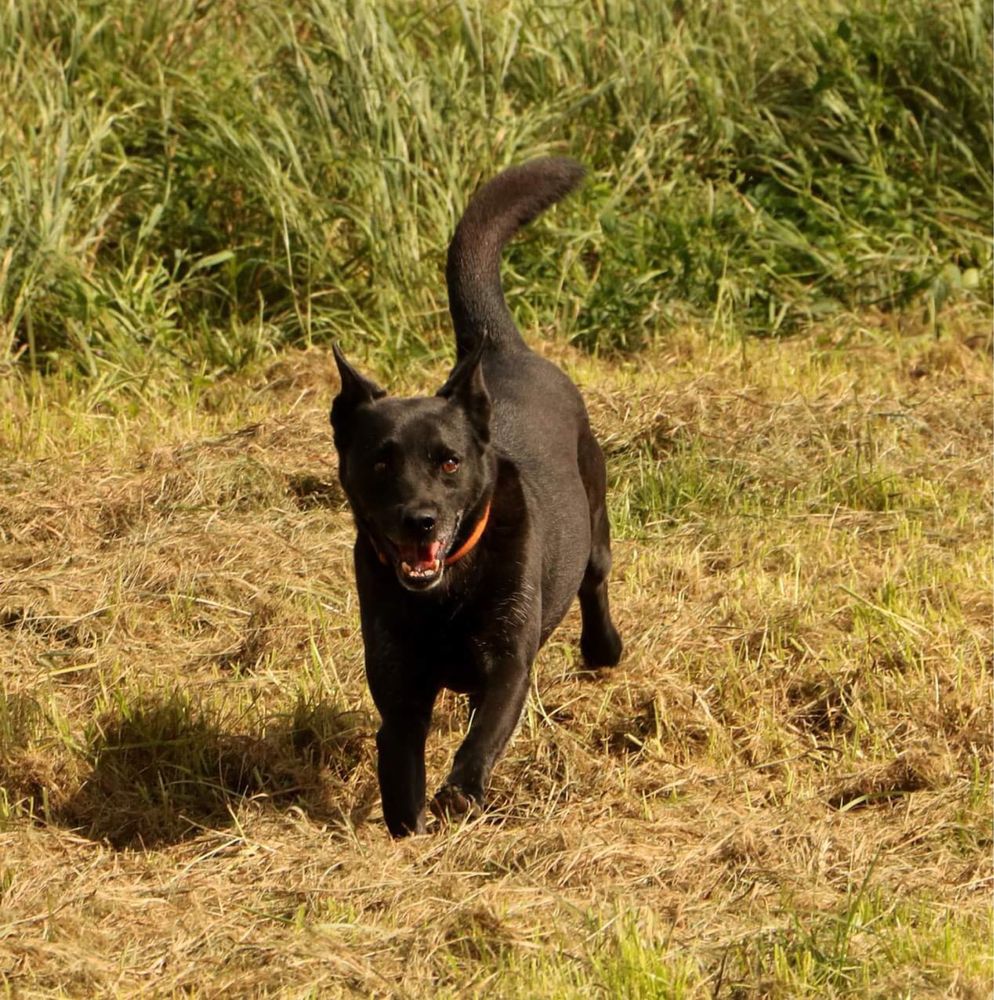 Wspaniały nieduży spokojny Cyganek adopcja