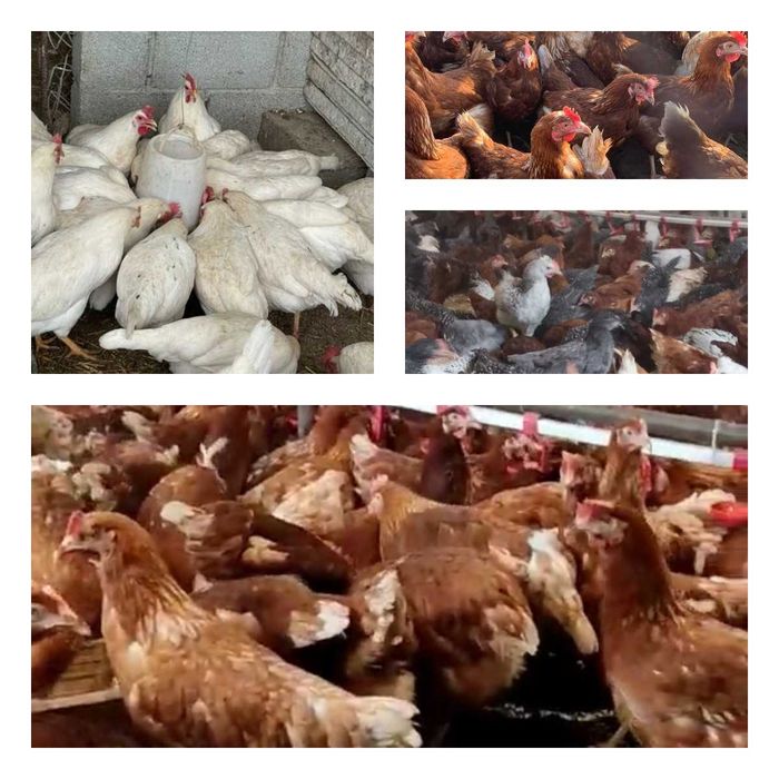 Продам кури несушки! Доставка безкоштовна. Кролевець!