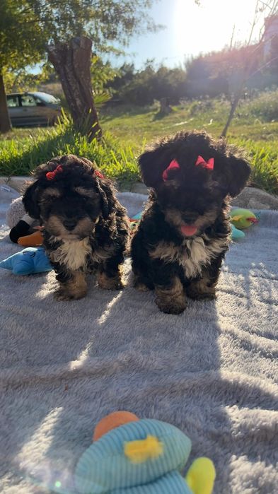 Caniche lindissima menina