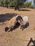 Vendo Ovelhas Suffolk