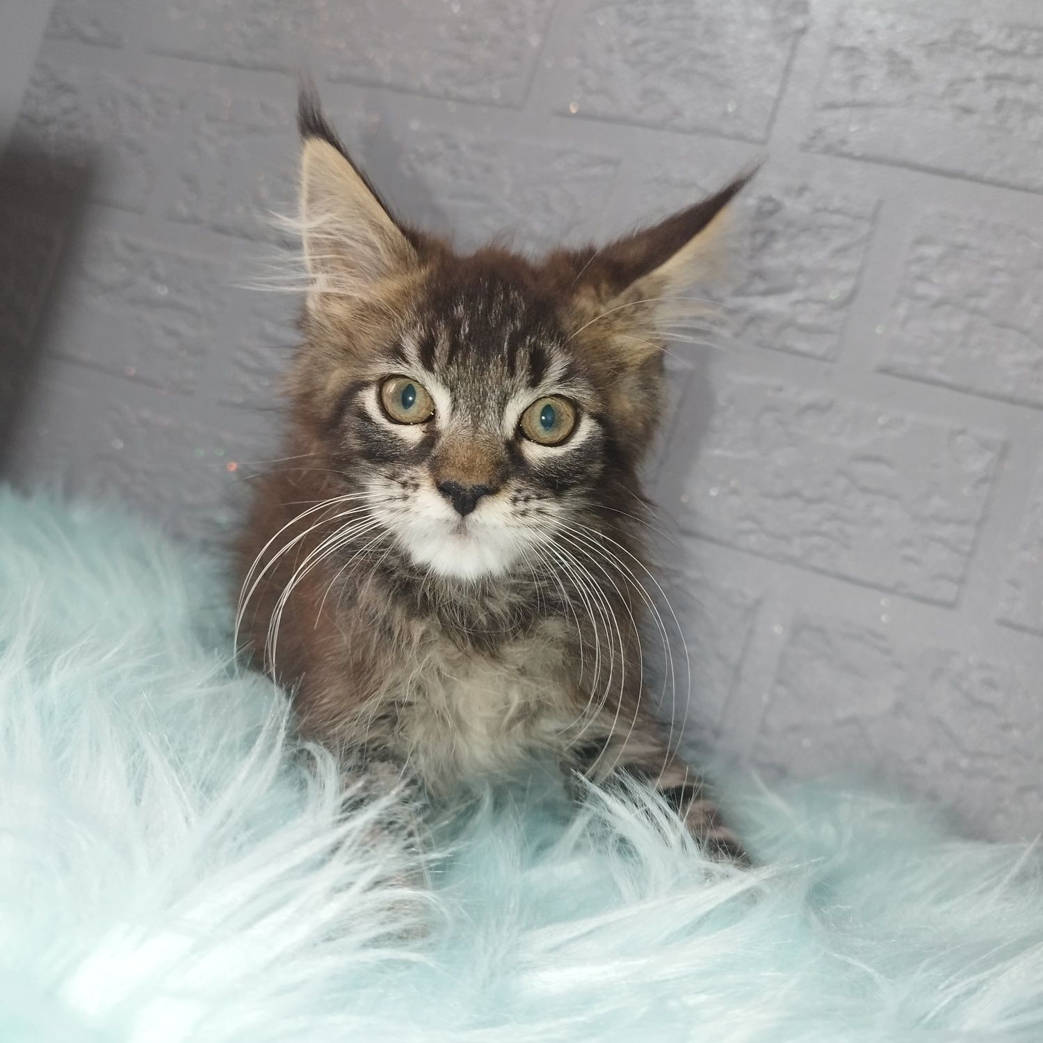 Maine Coon kocurek