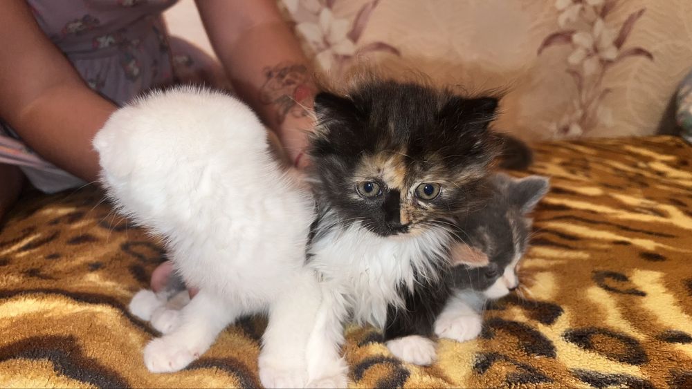 Отдам котят, только в хорошие ручки, харков, безплатно