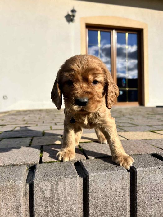 Cocker Spaniel Angielski- piesek