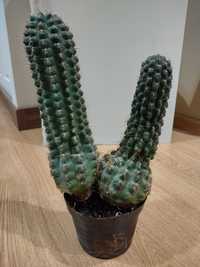 Kaktus Chamaecereus silvestrii roślina ze zdjęcia