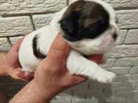 Piesek Shih Tzu z rodowodem