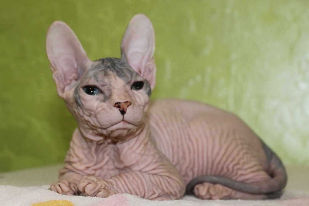 Донський сфінкс Різноока дівчинка Вінона