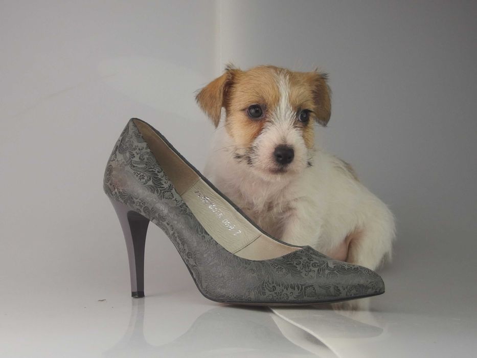 Jack russell  FCI Jakość