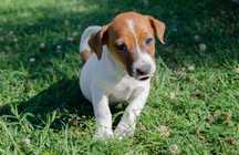 Suczka Dora Jack Russell Terrier