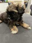 Shih tzu piękna suczka