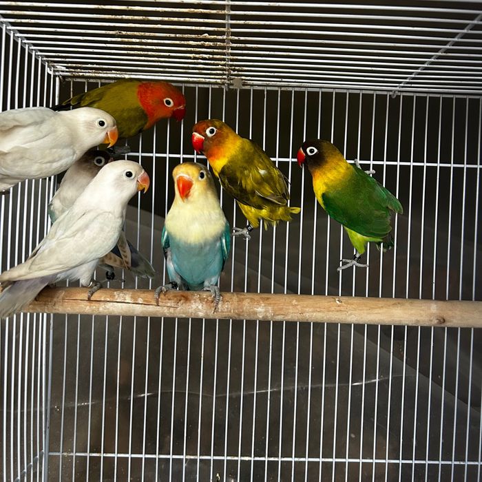 Agapornis Fischeris e personatus