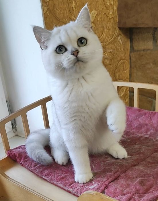 Мальчик серебристый шиншилла