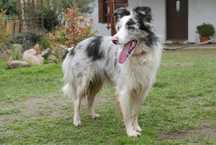 Zapowiedź miotu rasy border collie