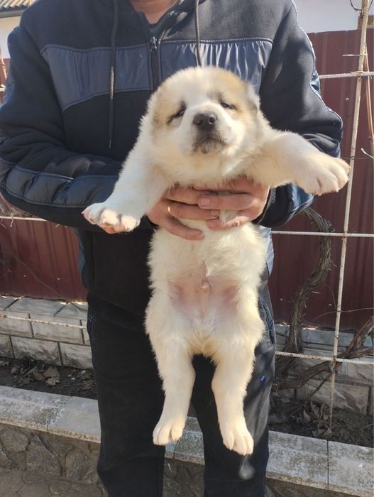 Продам цуценят Алабая