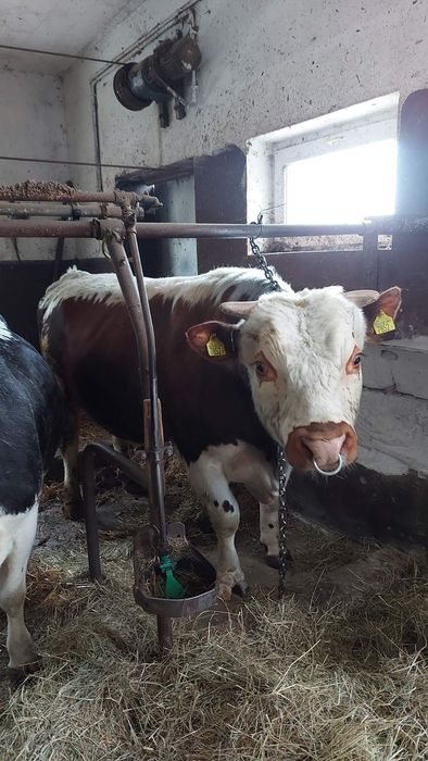 Białogrzbiety sprzedam