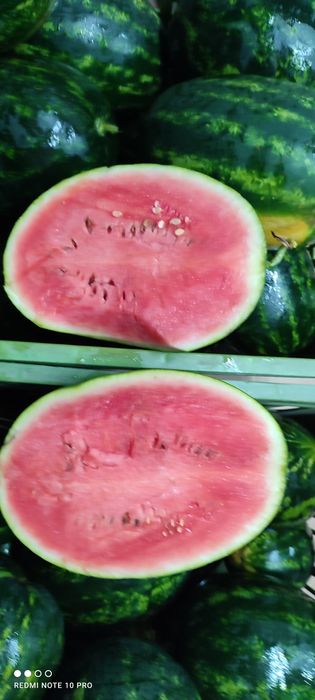 Kapusta szatkowana z własnego gospodarstwa