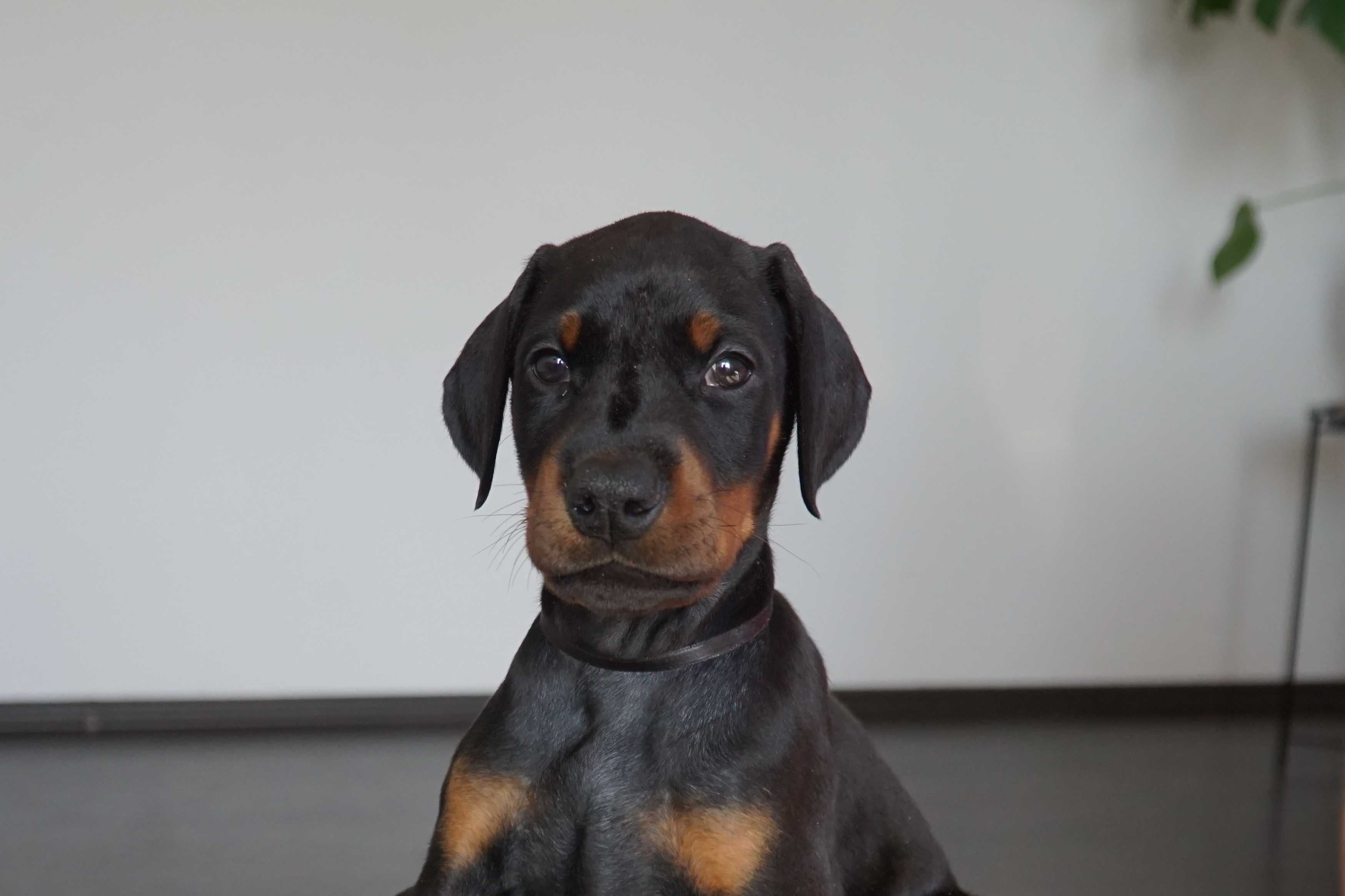 Doberman piesek FCI .