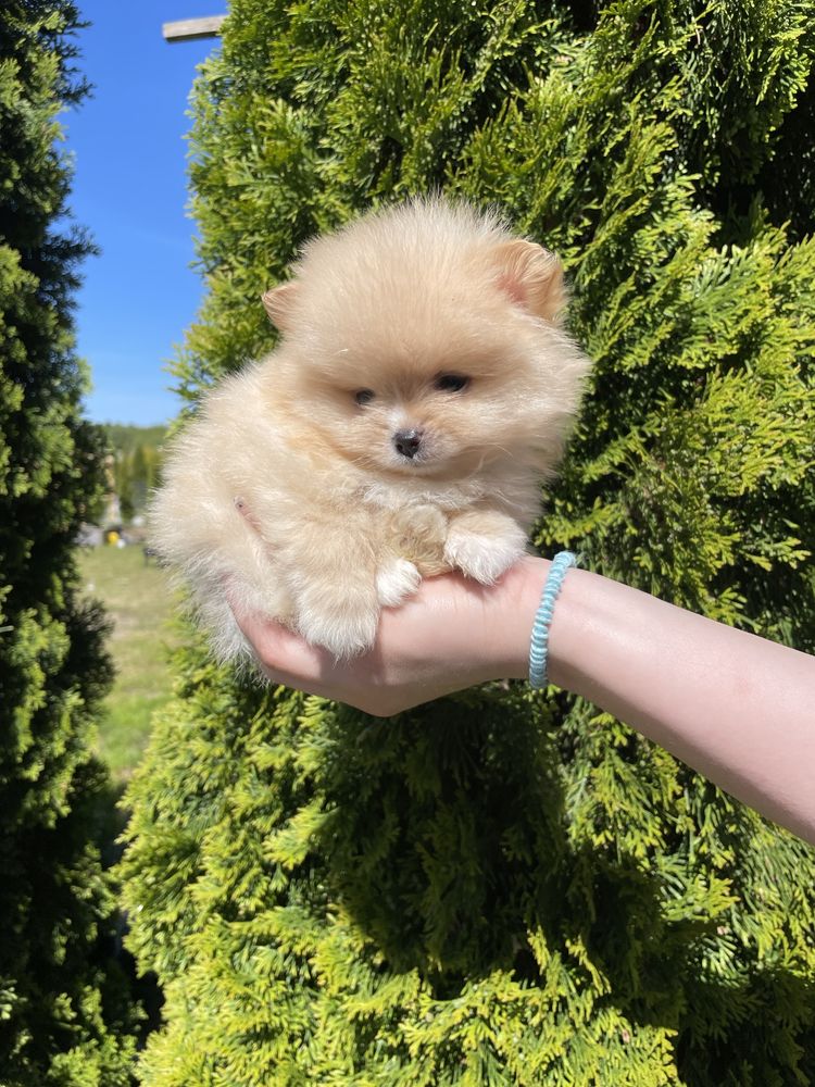 Pomeranian mini mini biszkoptowy chlopiec