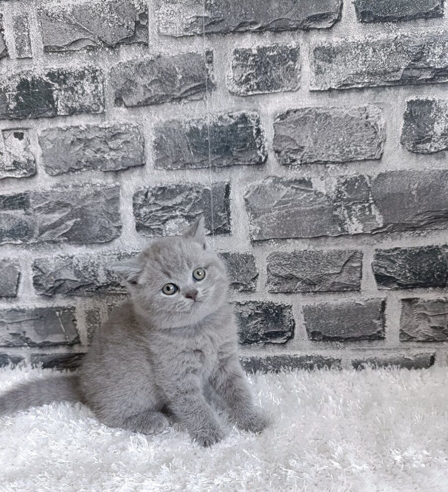 Cudowne kotki brytyjskie