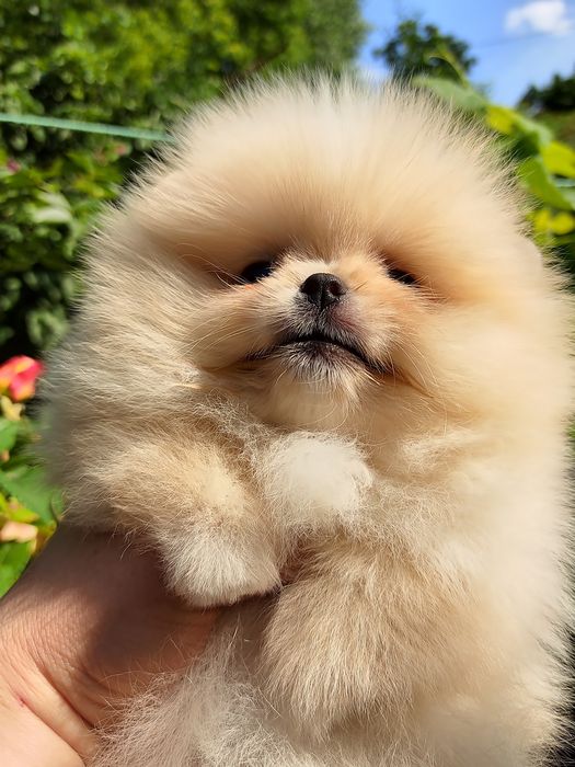 Шпиц девочка Днепр