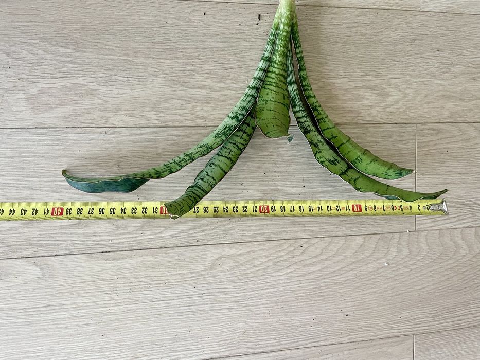 Sansevieria Cleopatra duża sansewieria