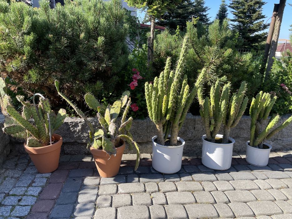 Rośliny ogrodowe agawy grubosze kaktusy opuncje