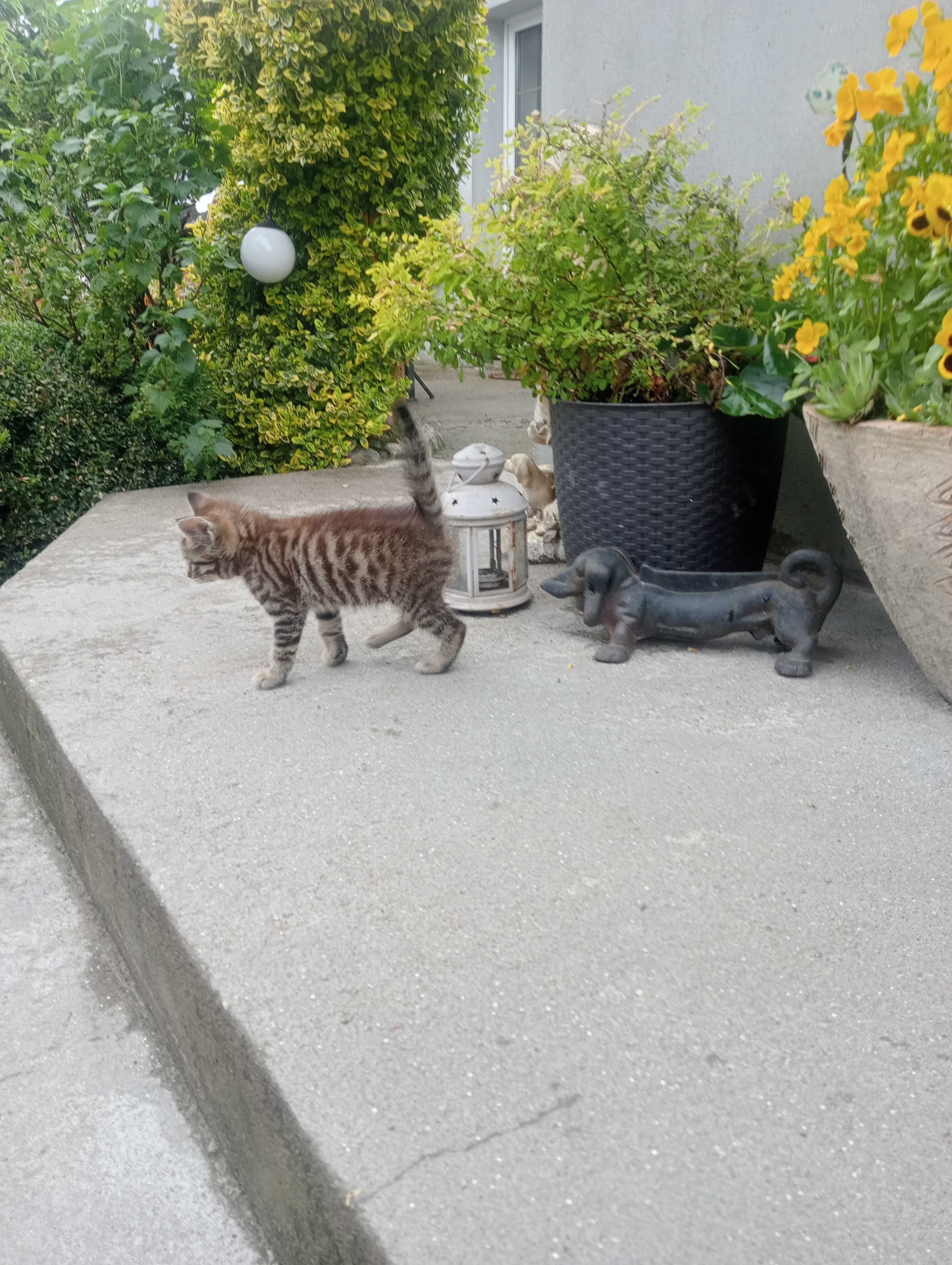 KOCUREK 2mce ,wychowany z dziećmi i pieskiem.